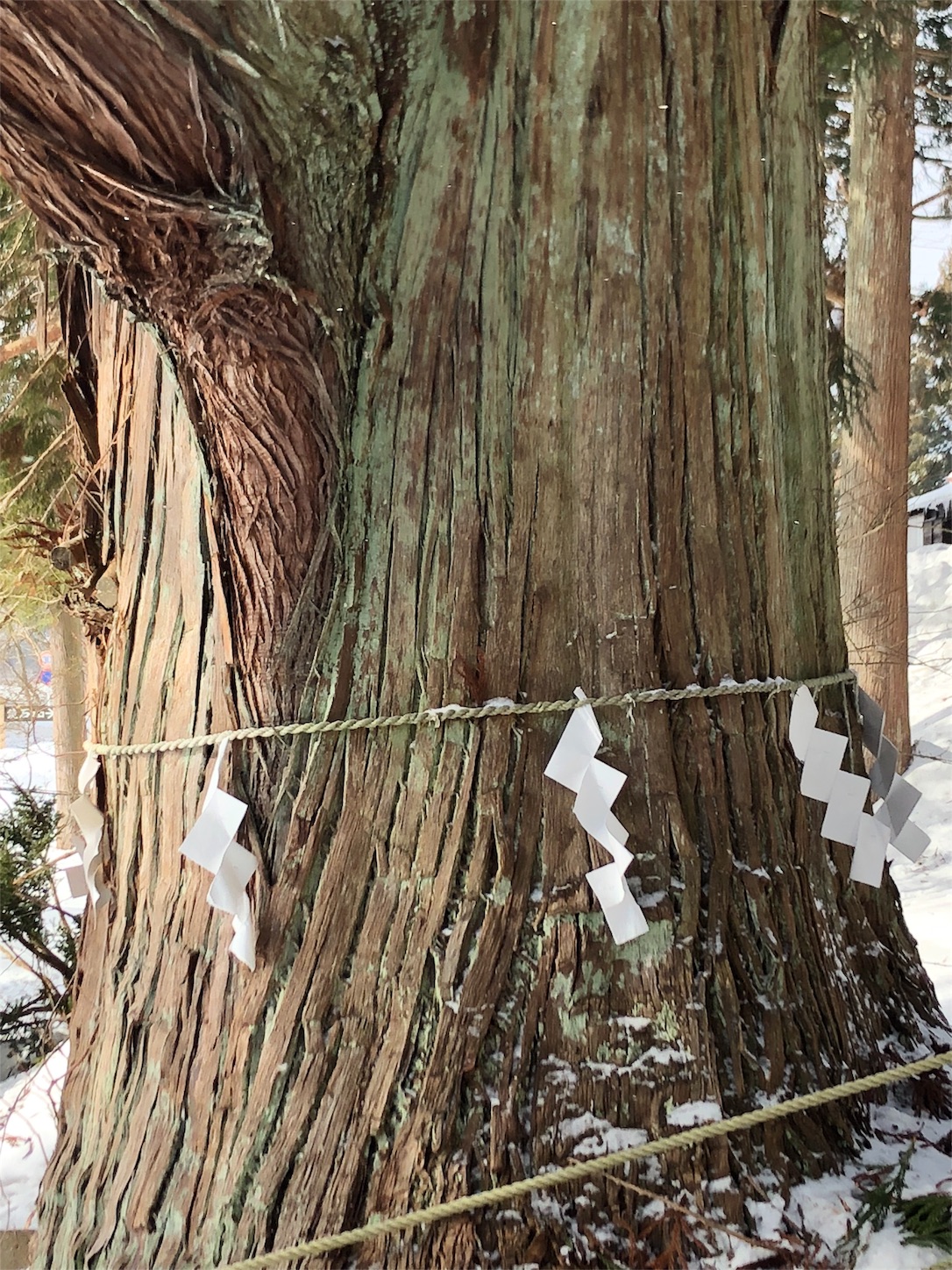 f:id:jeanrenon:20190211191651j:image