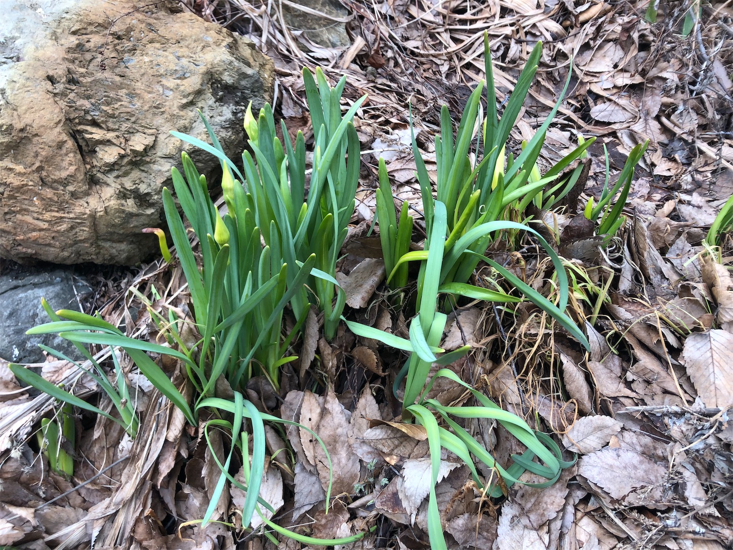 f:id:jeanrenon:20190514100555j:image
