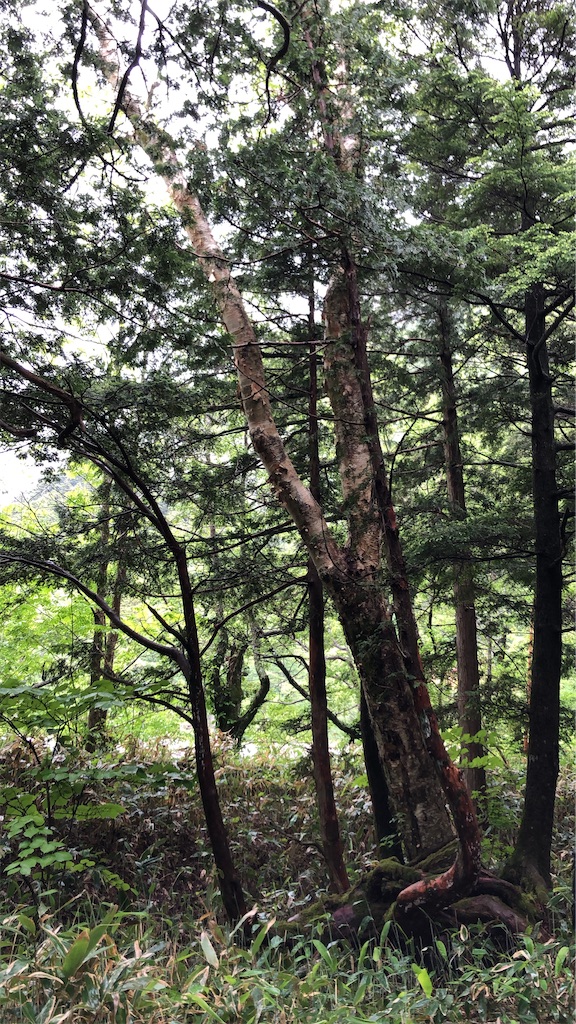 f:id:jeanrenon:20200425181840j:image
