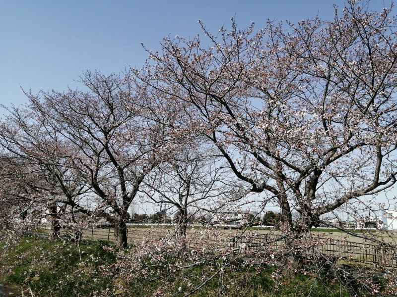 f:id:jeffgoldsmith81:20200321160405j:plain