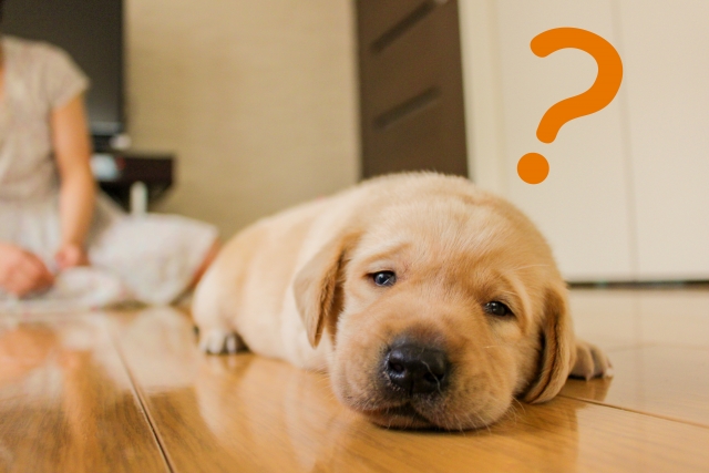 f:id:jeha-college:20170601162903j:plain