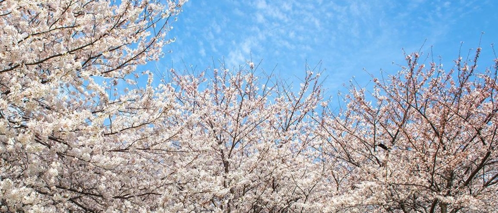 f:id:jejutour_jp:20170324143059j:plain f:id:jejutour_jp:20170324143059j:plain