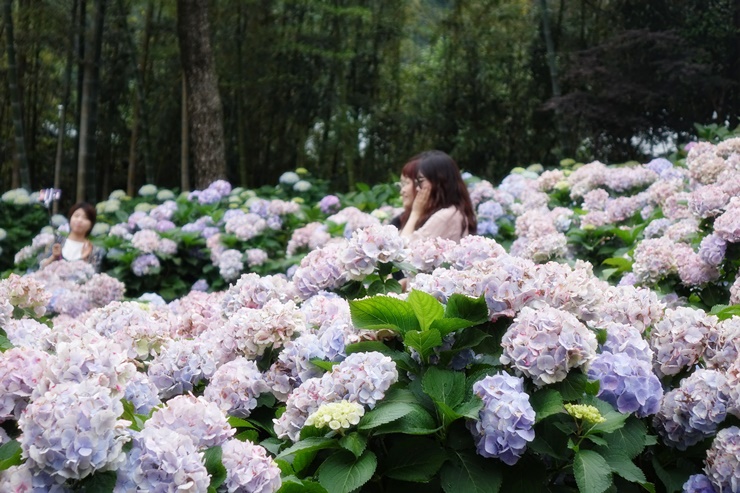 f:id:jejutour_jp:20180604143254j:plain f:id:jejutour_jp:20180604143254j:plain
