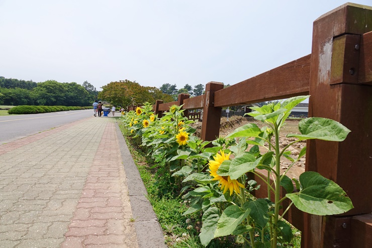 f:id:jejutour_jp:20180612113335j:plain