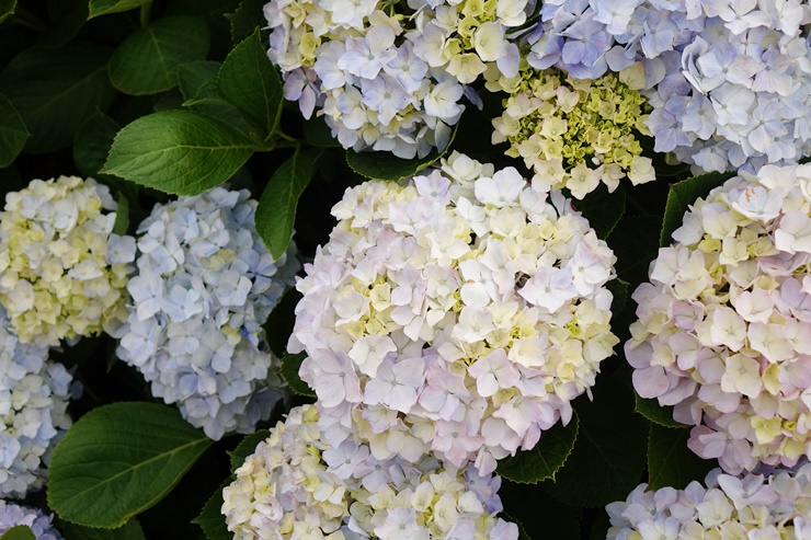 f:id:jejutour_jp:20180621150711j:plain