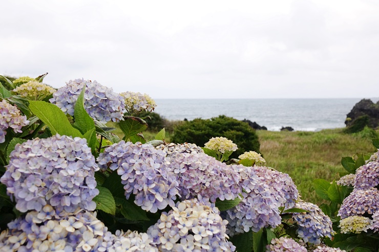 f:id:jejutour_jp:20180621150726j:plain
