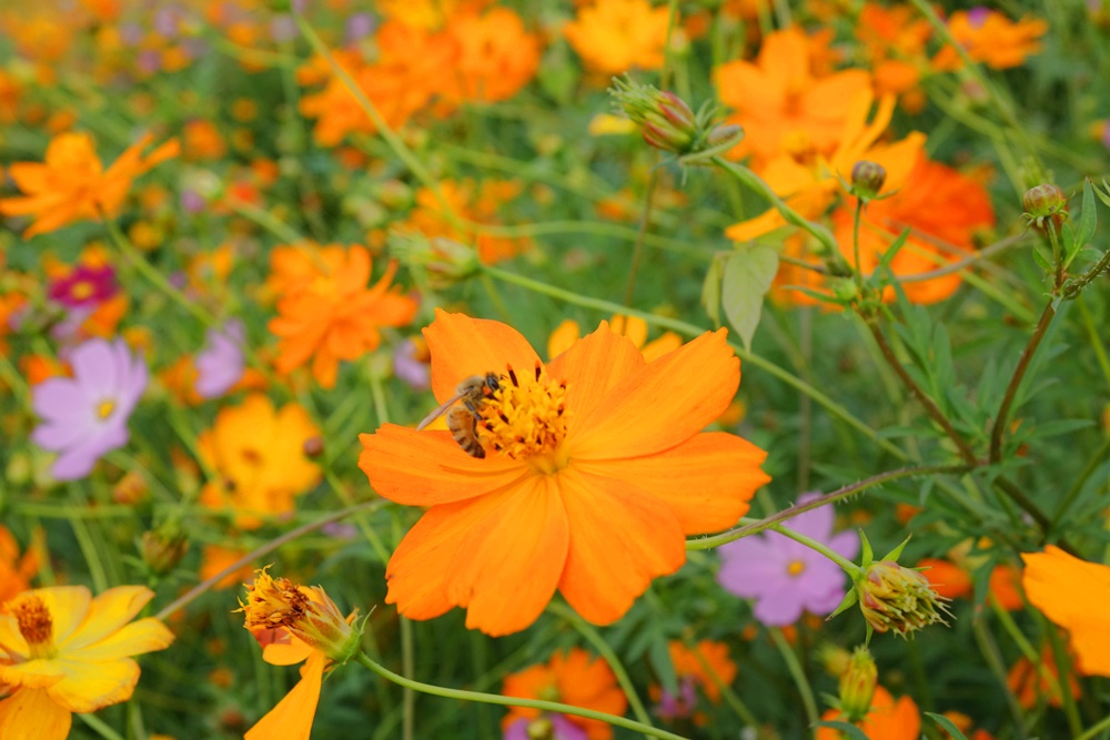 f:id:jejutour_jp:20180928175457j:plain f:id:jejutour_jp:20180928175457j:plain