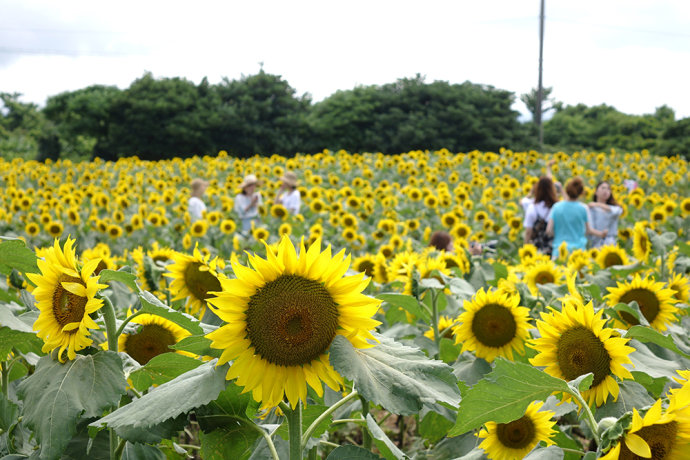 f:id:jejutour_jp:20190531175246j:plain