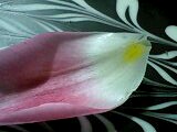 f:id:jerich:20140516190146j:image