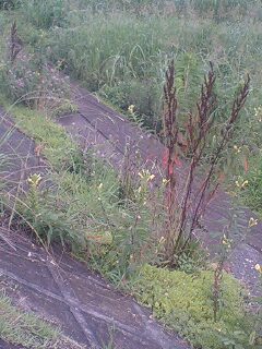 f:id:jerich:20140727232828j:image