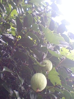 f:id:jerich:20140813204517j:image