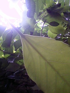 f:id:jerich:20140824221630j:image