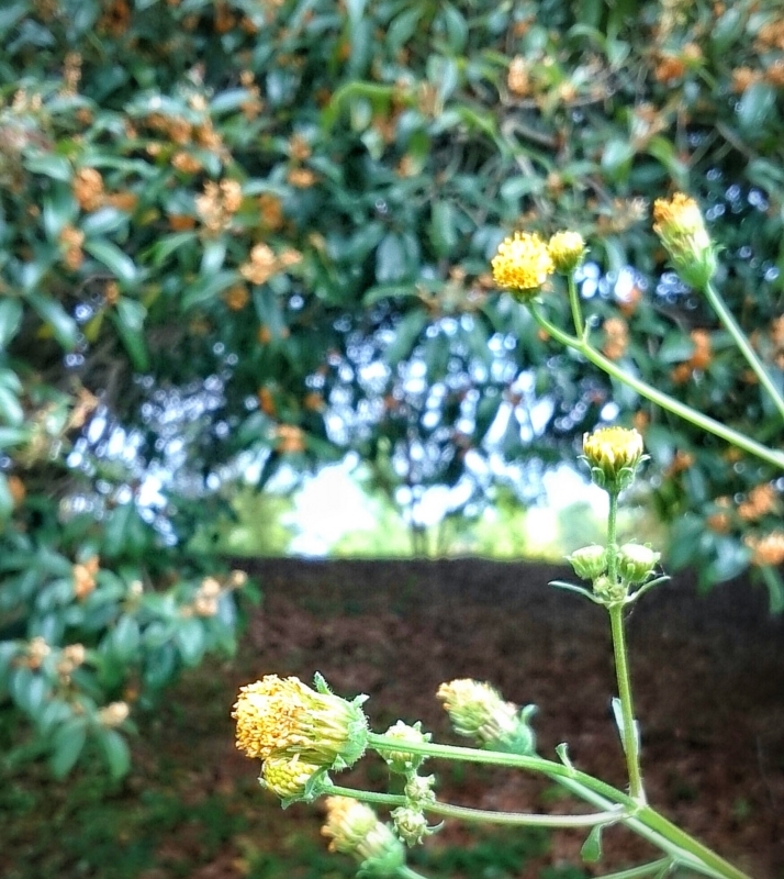 f:id:jerich:20141012230824j:image