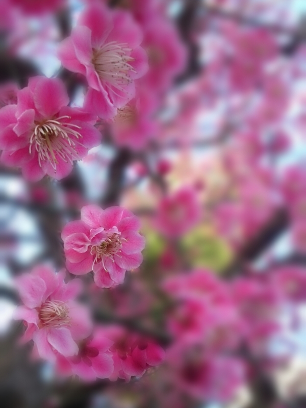 f:id:jerich:20150316070019j:image