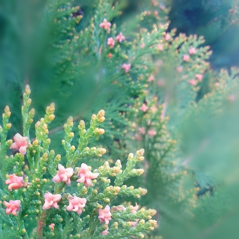 f:id:jerich:20150330224242j:image