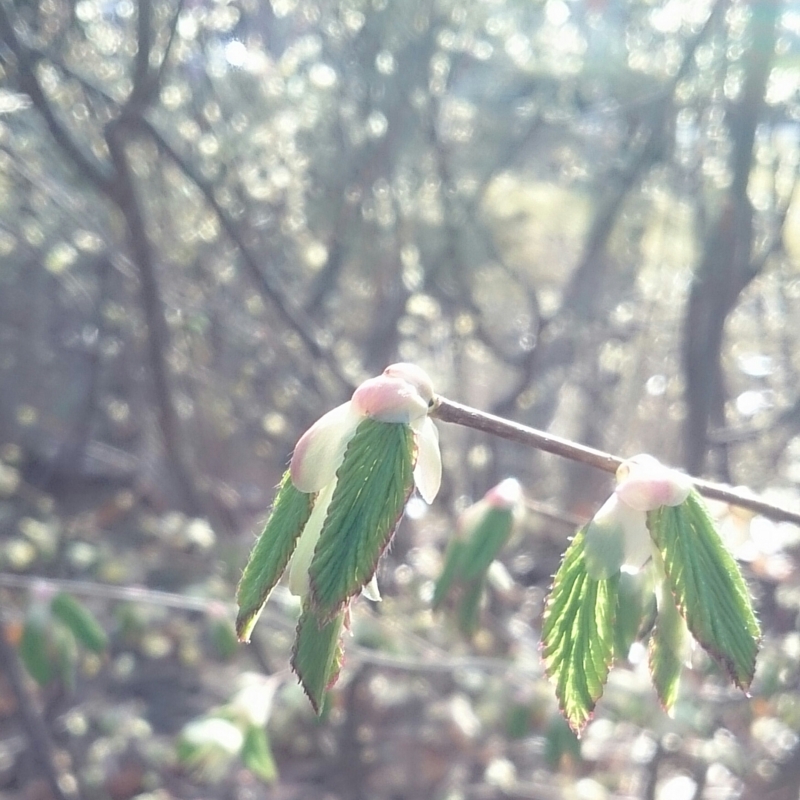 f:id:jerich:20150403230857j:image