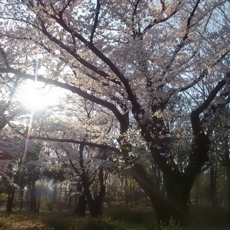 f:id:jerich:20150407001602j:image