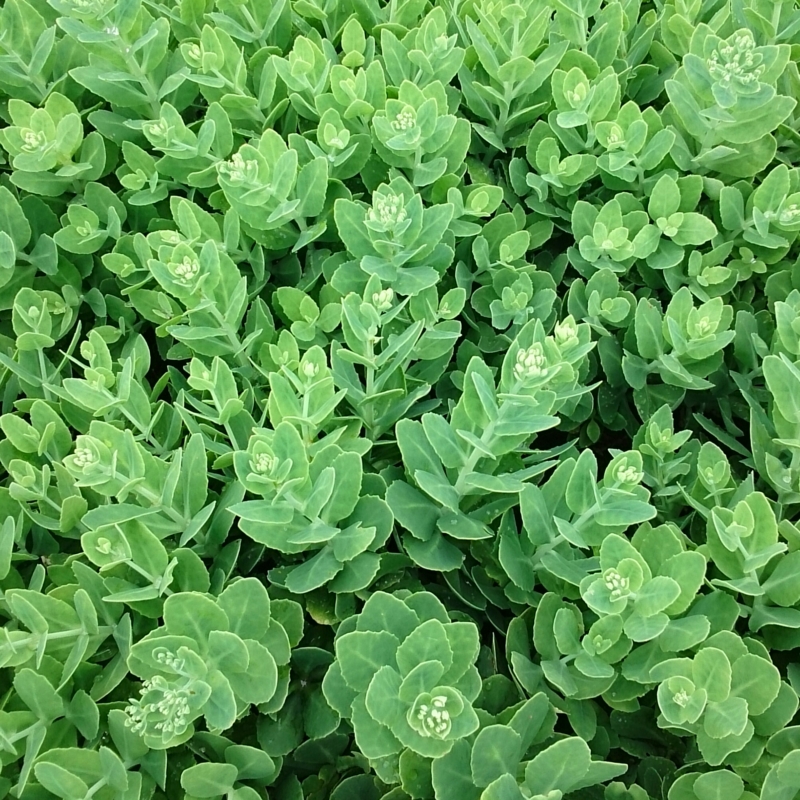 f:id:jerich:20150710232345j:image