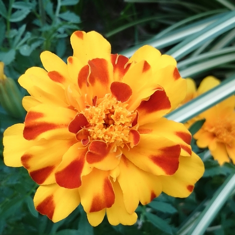 f:id:jerich:20150728235632j:image f:id:jerich:20150728235632j:image