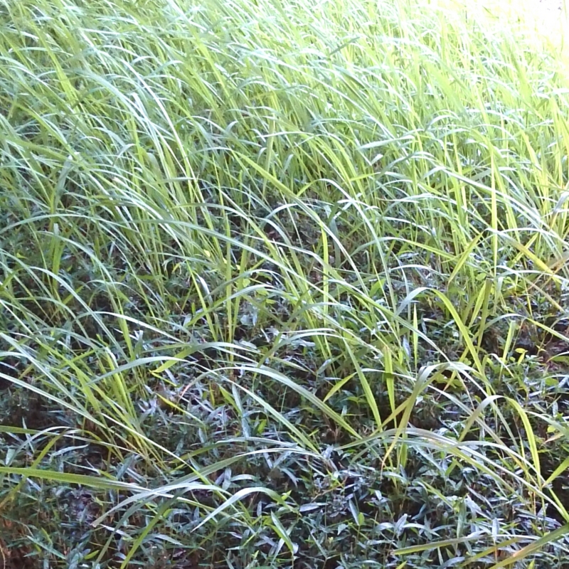 f:id:jerich:20150729211802j:image