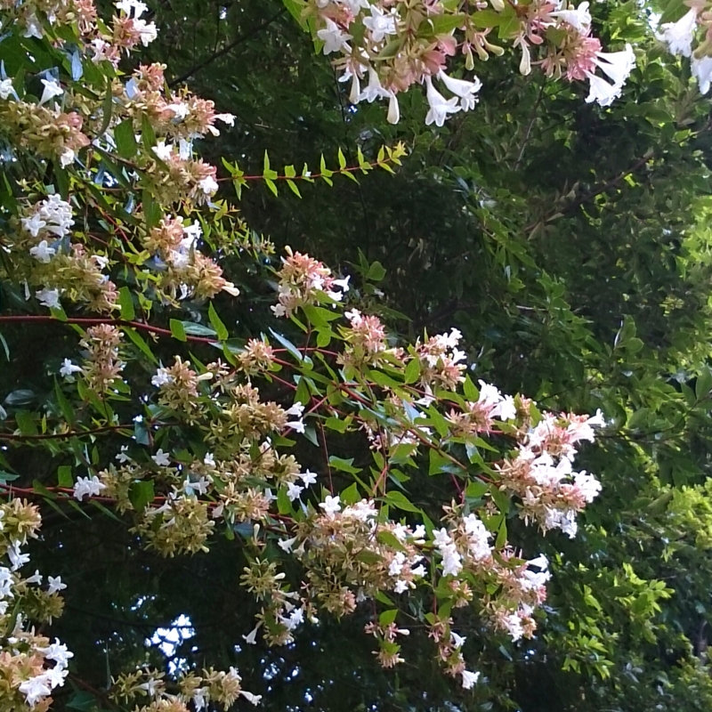 f:id:jerich:20150729211807j:image