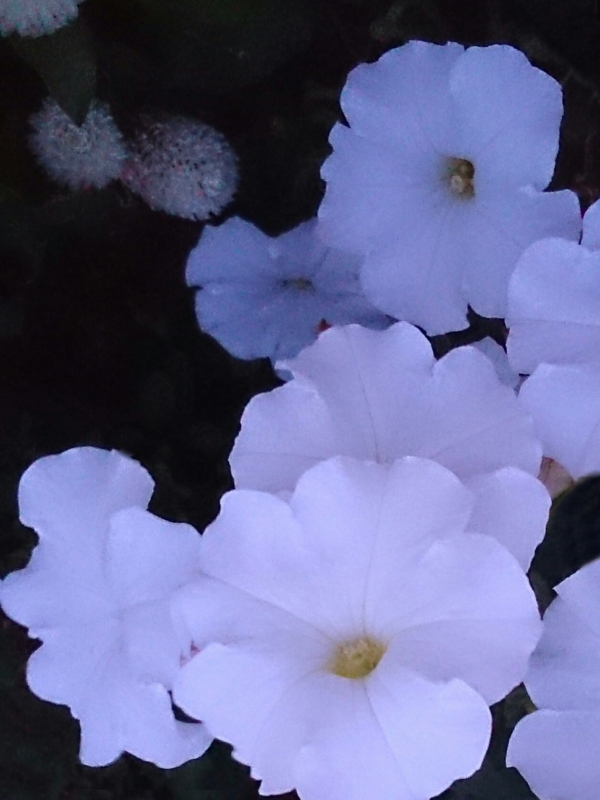 f:id:jerich:20150805233024j:image