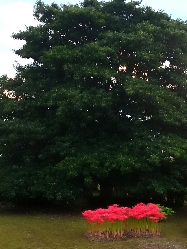 f:id:jerich:20150922231638j:image