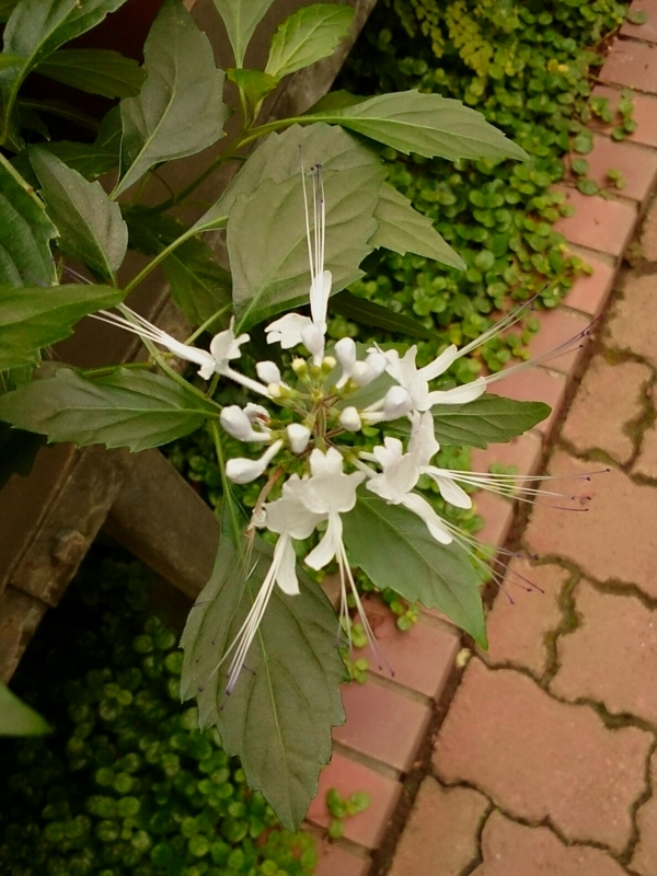f:id:jerich:20151116234119j:image