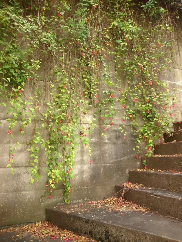 f:id:jerich:20151126004001j:image
