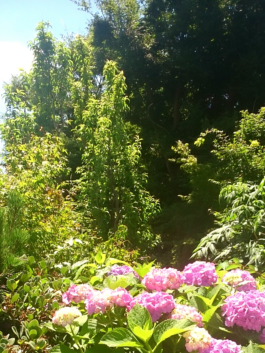 f:id:jerich:20160619005828j:image