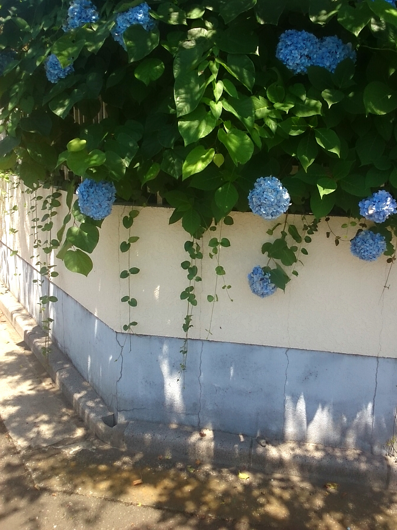 f:id:jerich:20160619005831j:image