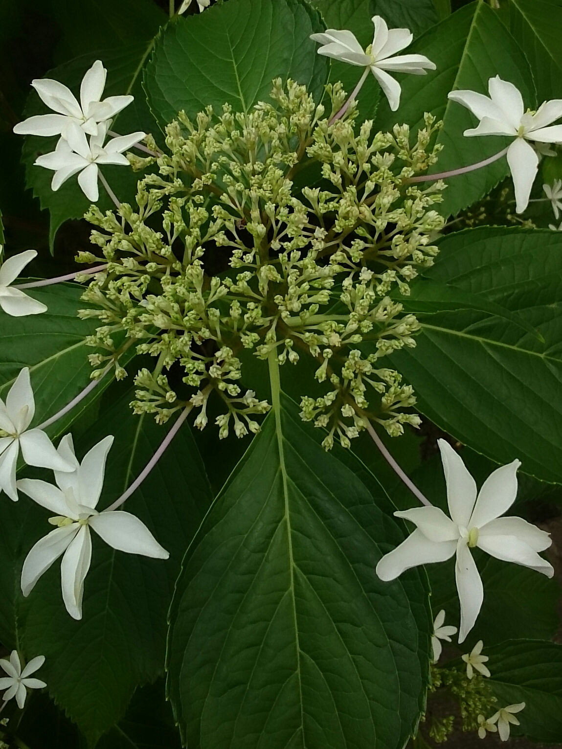 2016年6月撮影 日野