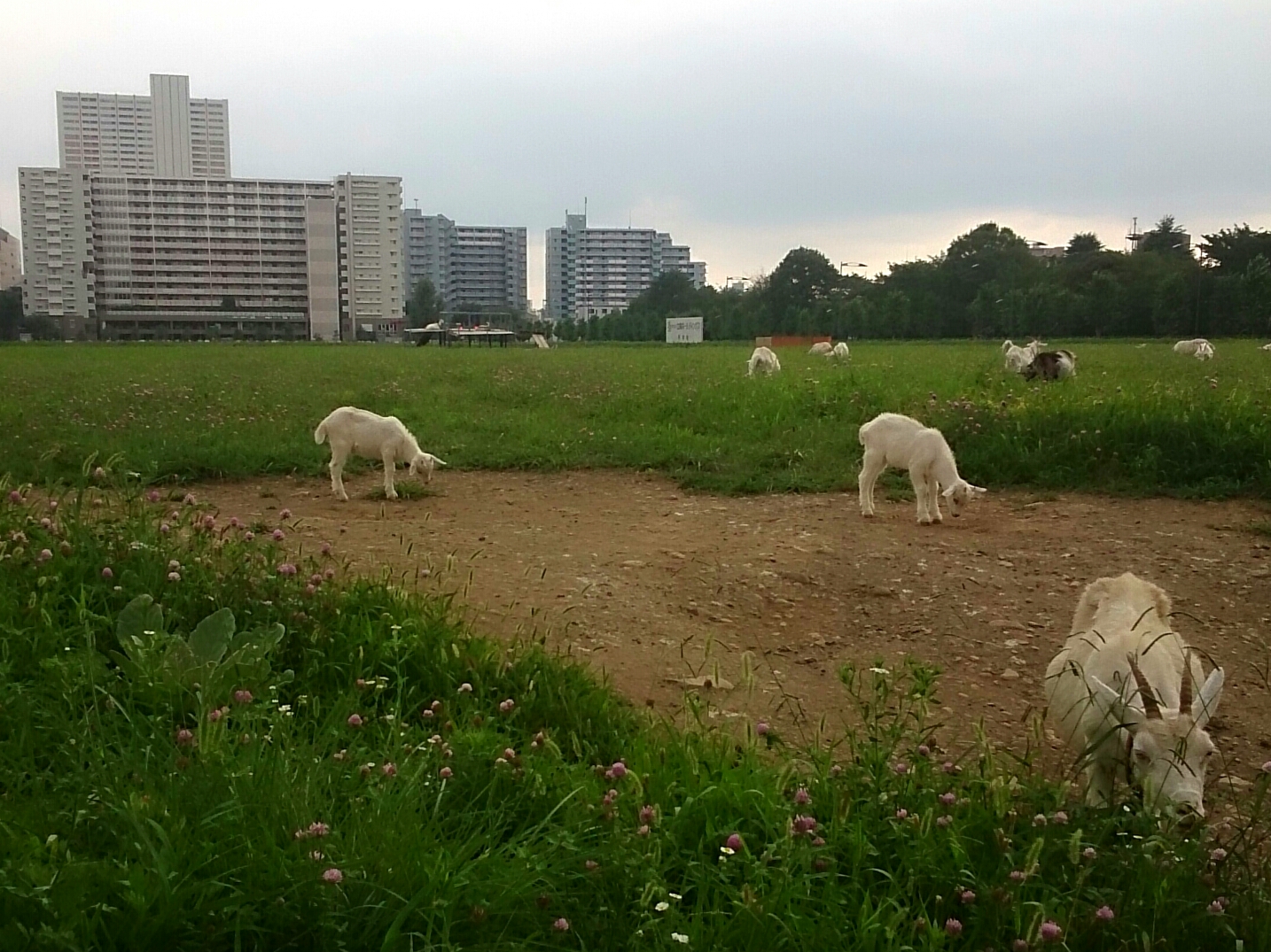 f:id:jerich:20160724195933j:plain f:id:jerich:20160724195933j:plain