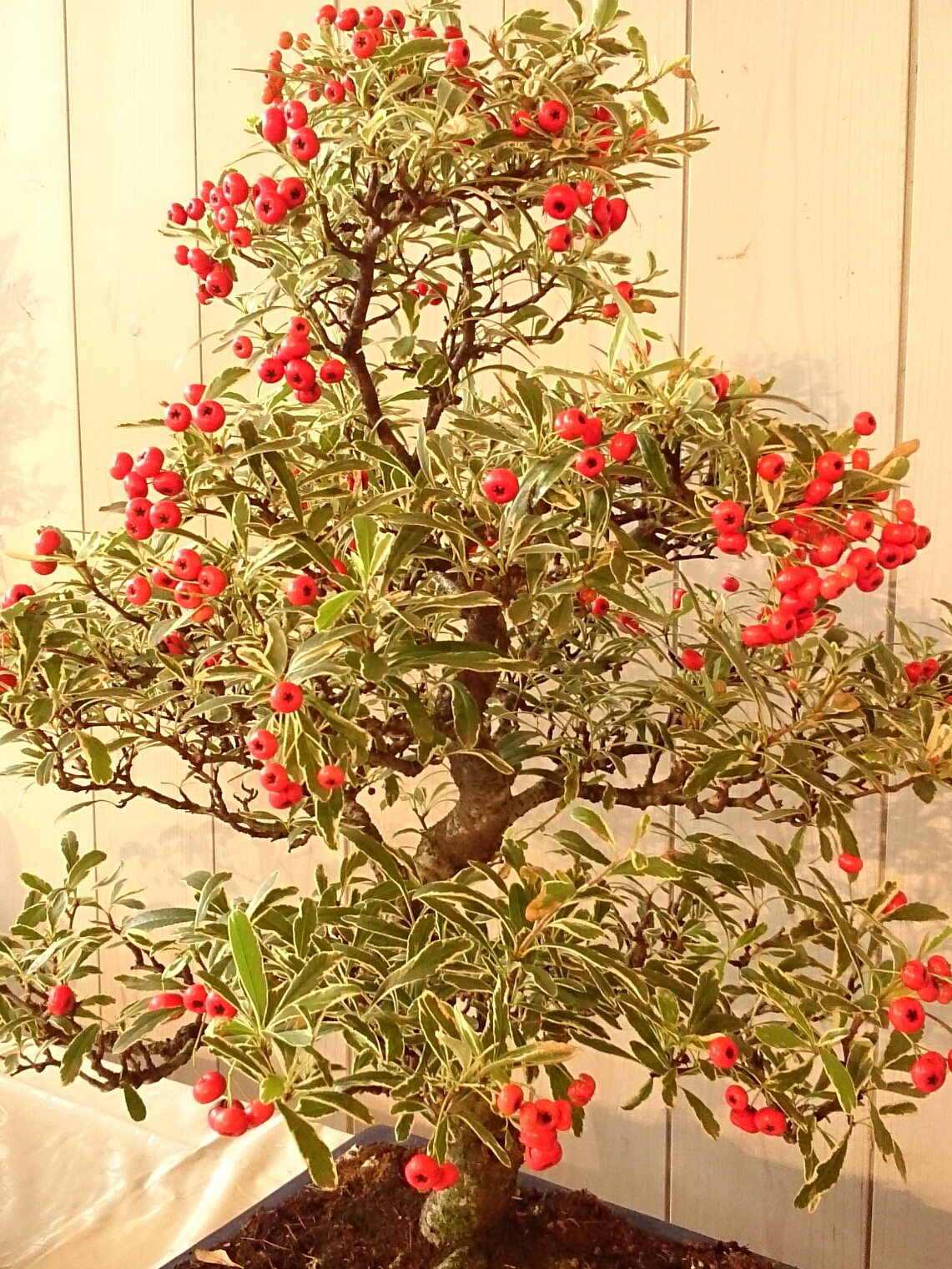 f:id:jerich:20161107001948j:image f:id:jerich:20161107001948j:image