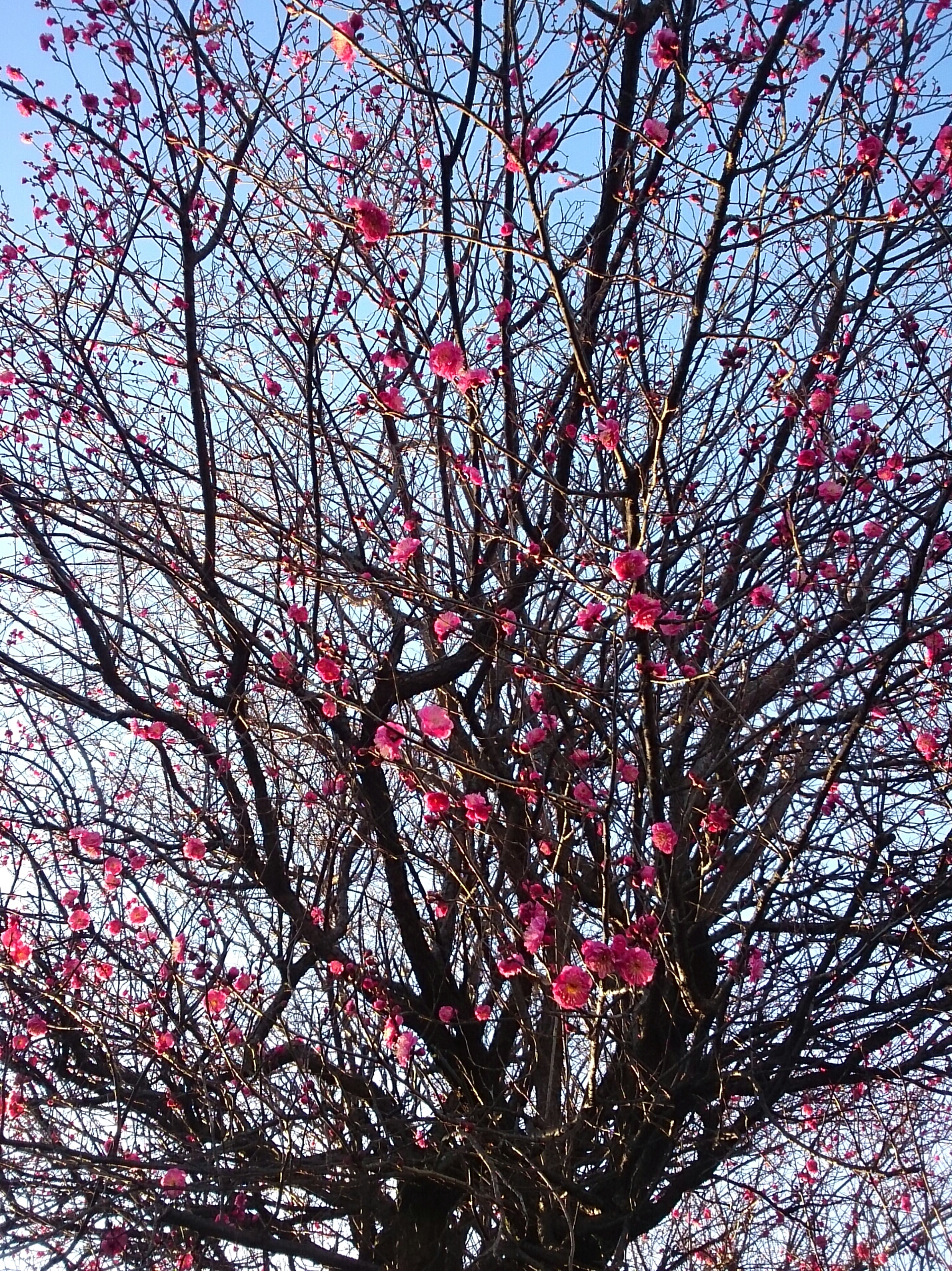 2017年1月撮影 立川