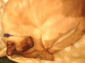 2月22日は猫の日だから猫画像222枚貼るよ