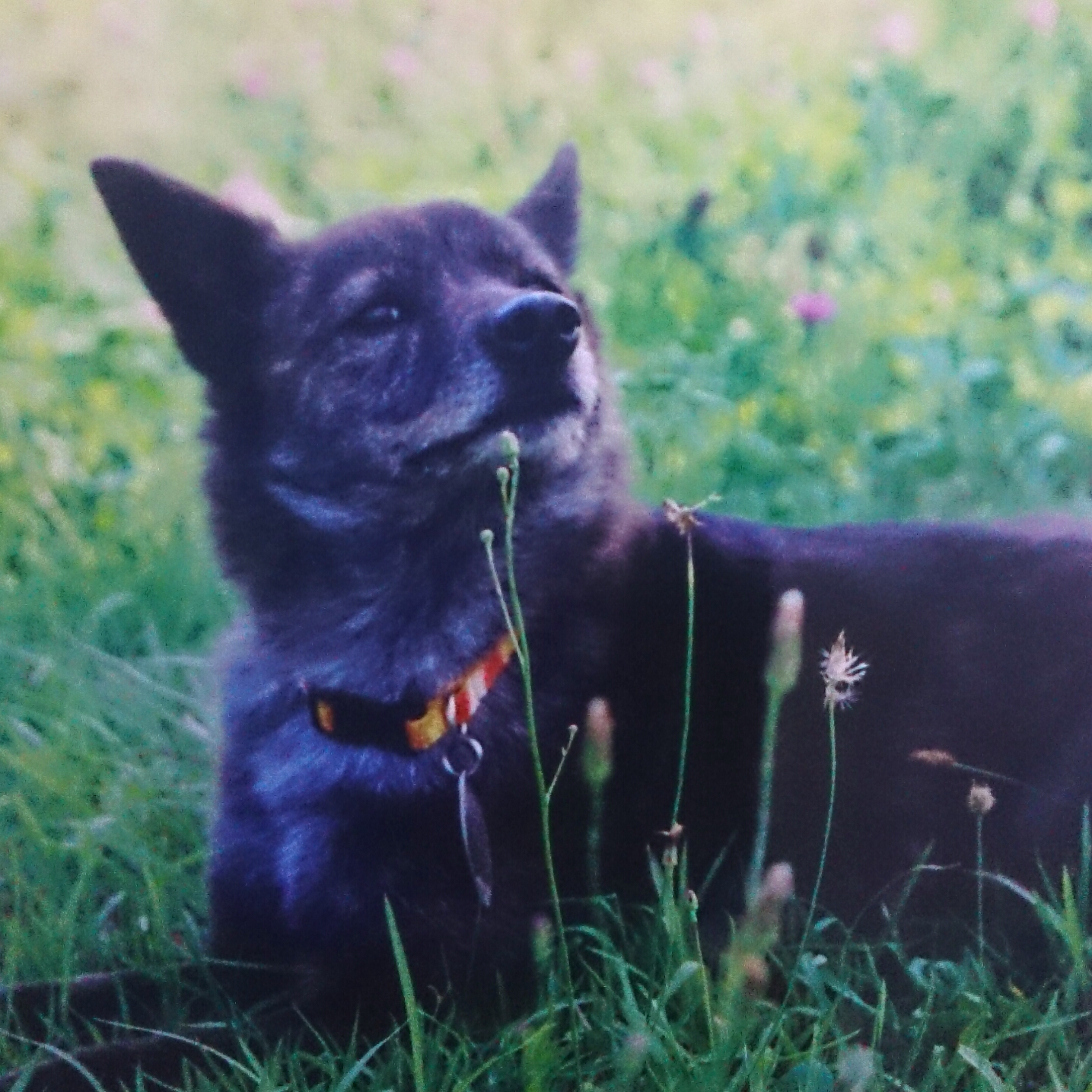 f:id:jerich:20170718003232j:image f:id:jerich:20170718003232j:image