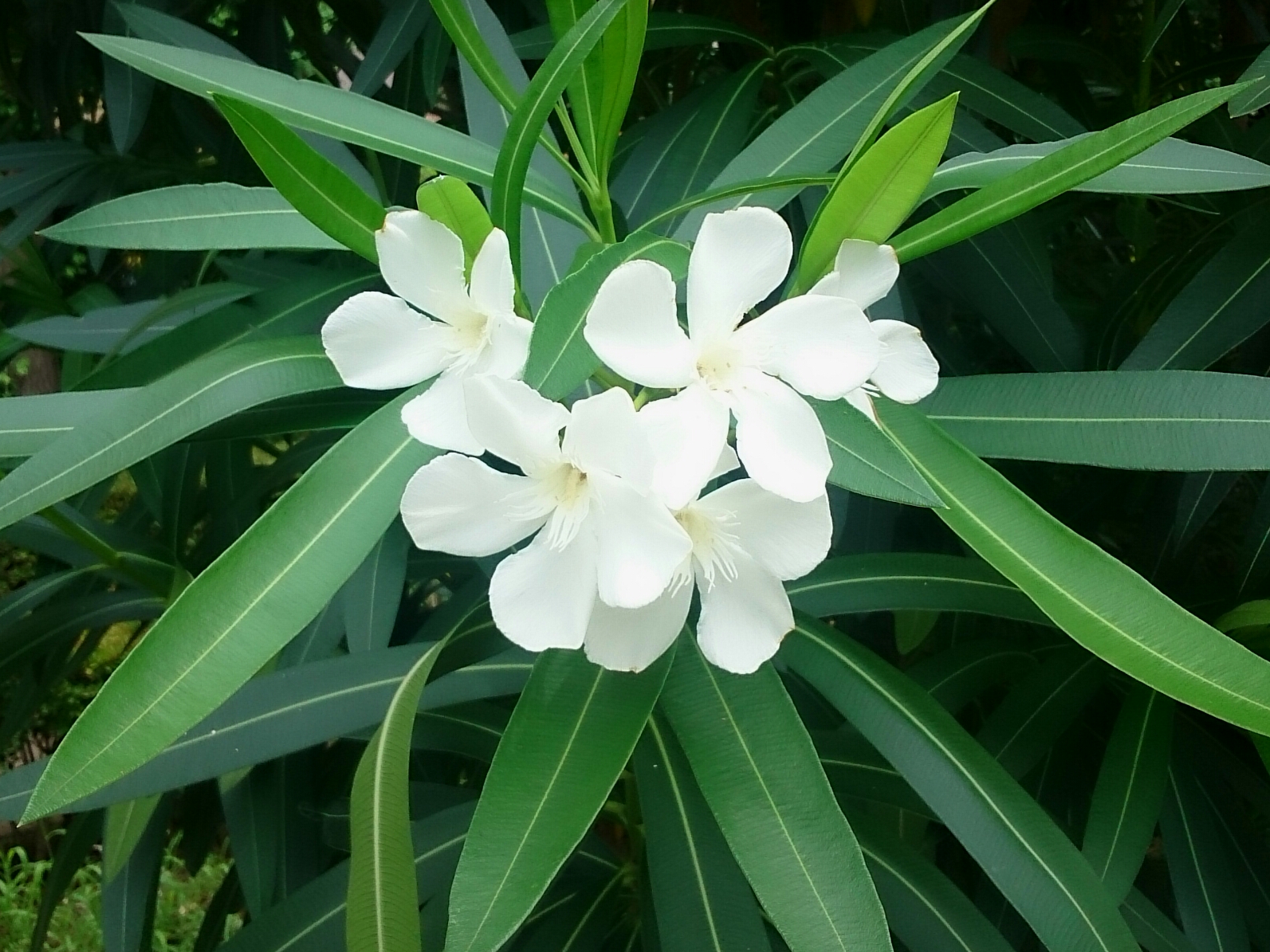 f:id:jerich:20170718011831j:image