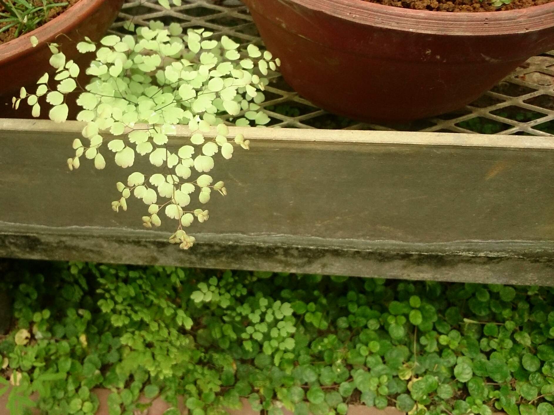 2017年8月撮影 薬用植物園