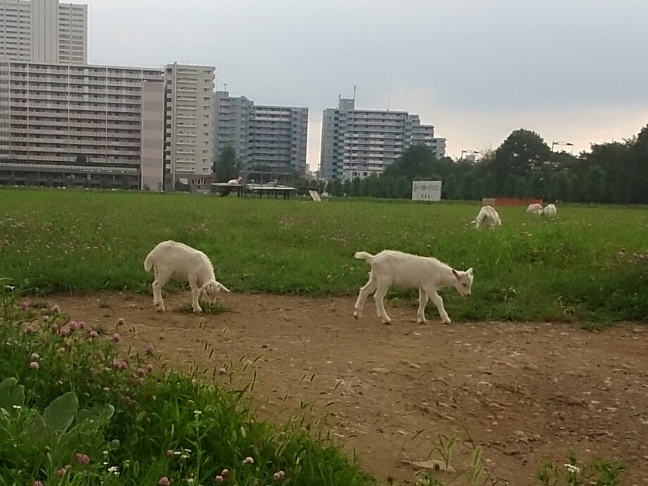 f:id:jerich:20170922233959j:plain f:id:jerich:20170922233959j:plain