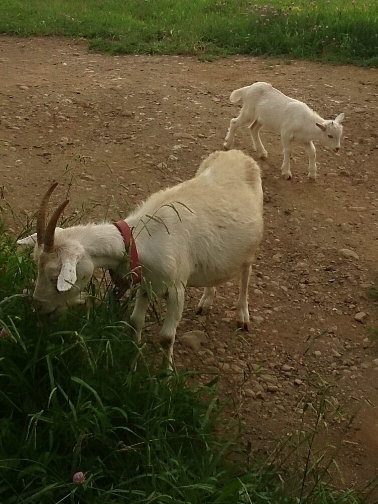 f:id:jerich:20170922234009j:plain f:id:jerich:20170922234009j:plain