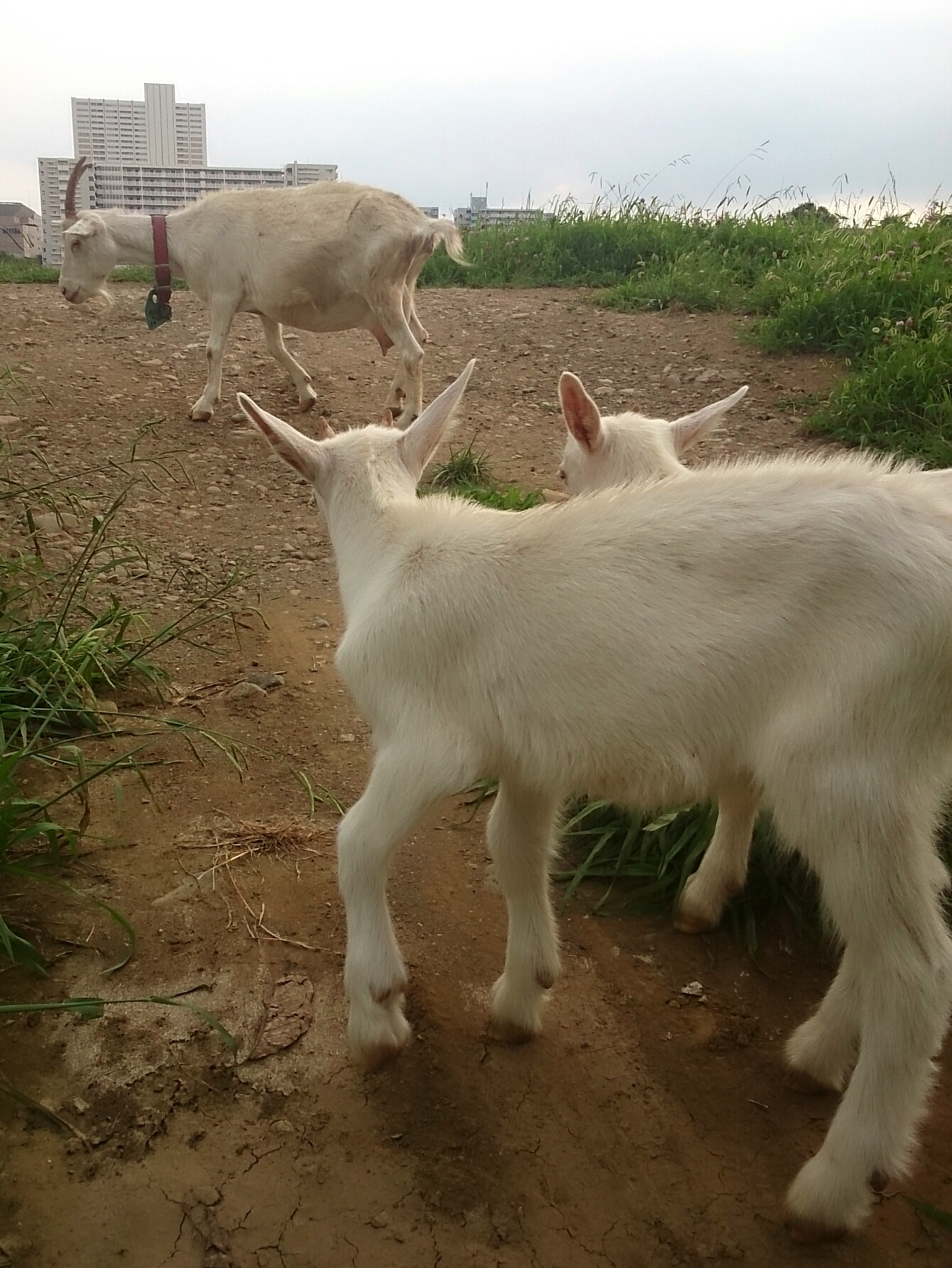 f:id:jerich:20170922234013j:plain f:id:jerich:20170922234013j:plain