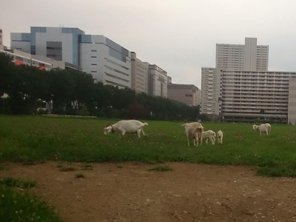 f:id:jerich:20170922234019j:plain f:id:jerich:20170922234019j:plain