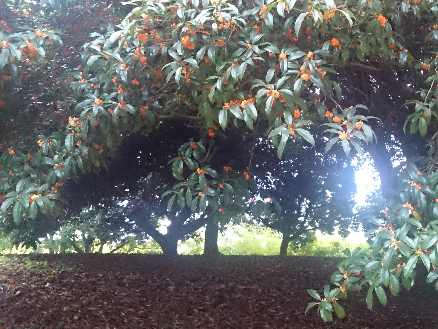 f:id:jerich:20170929013927j:image