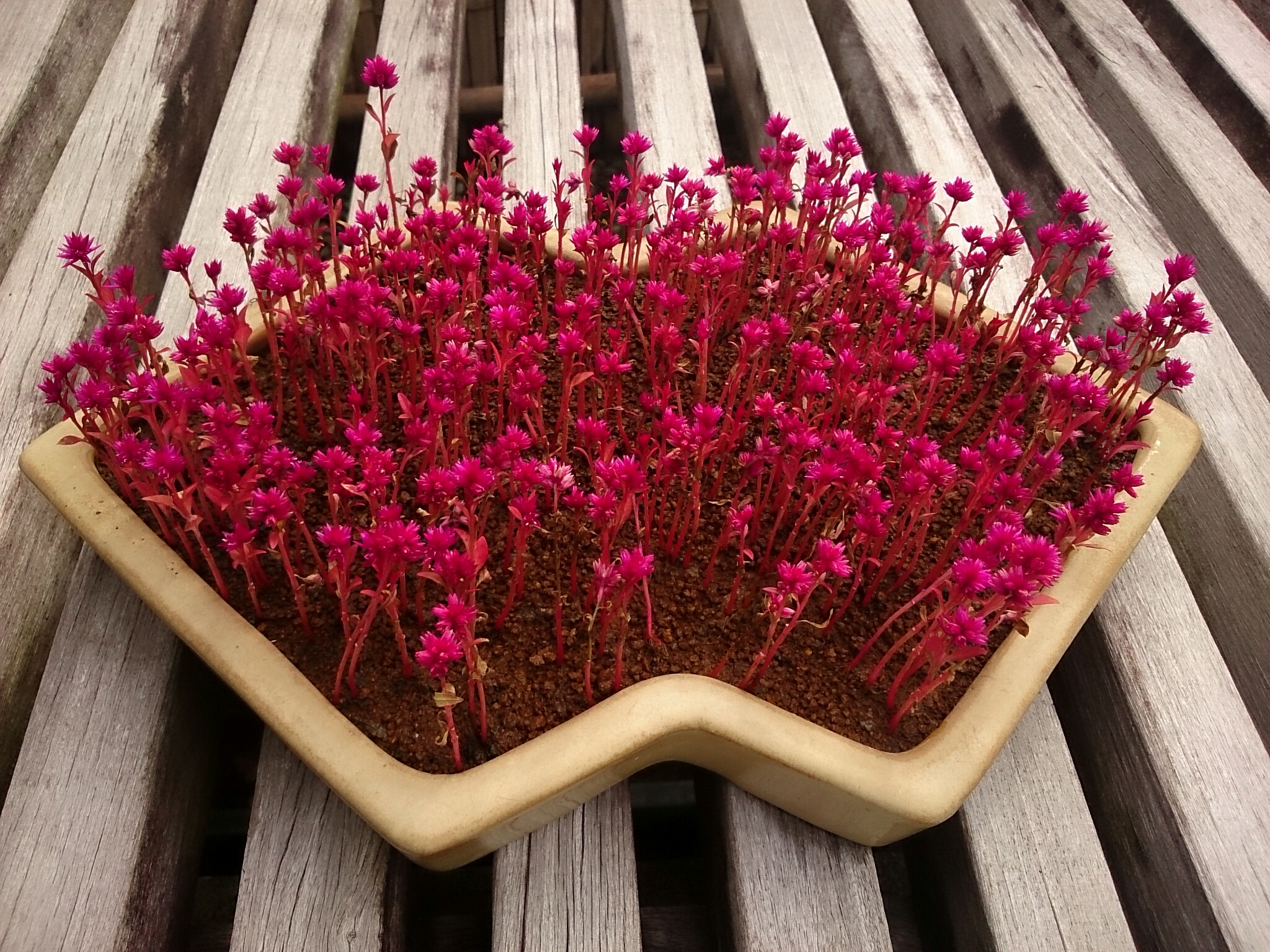 f:id:jerich:20171021224916j:plain f:id:jerich:20171021224916j:plain