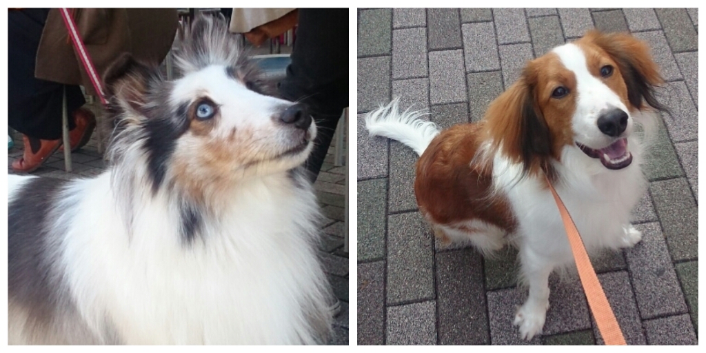 f:id:jerich:20171105230911j:plain