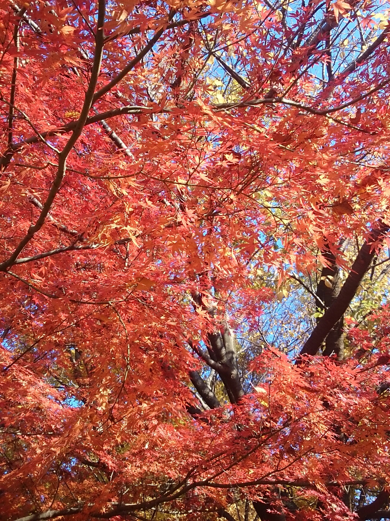 2017年12月撮影 立川