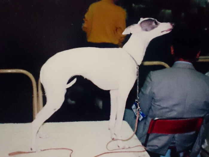 ITALIAN GREYHOUND