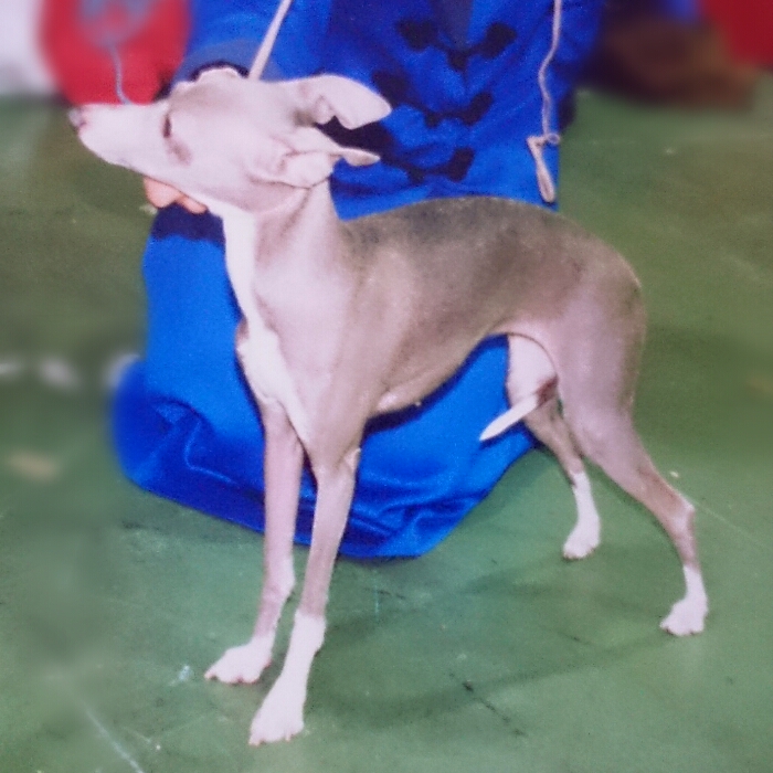 ITALIAN GREYHOUND