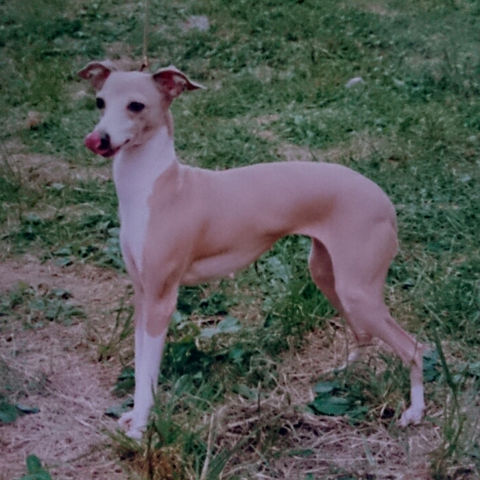 ITALIAN GREYHOUND